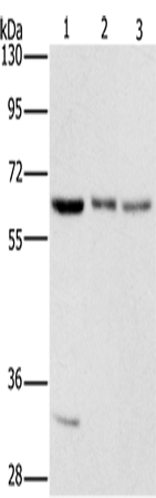 Rabbit Polyclonal Antibody to AAAS