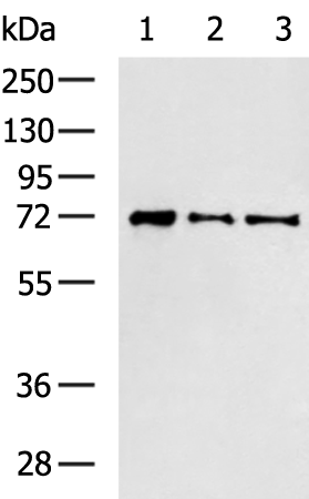 Rabbit Polyclonal Antibody to MLLT3
