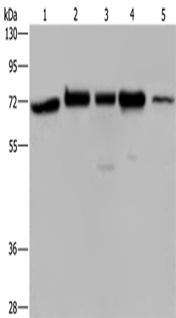 Rabbit Polyclonal Antibody to AGFG1
