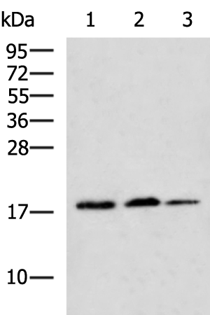 Rabbit Polyclonal Antibody to AGR3