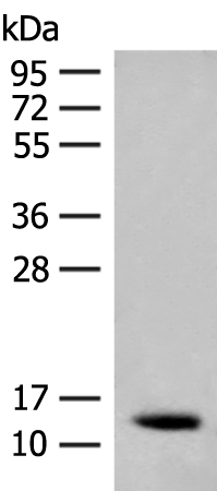 Rabbit Polyclonal Antibody to AKAP7