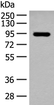 Rabbit Polyclonal Antibody to ALDH1L1