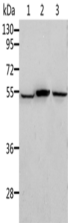 Rabbit Polyclonal Antibody to ALDH3B1