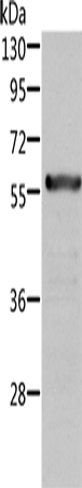 Rabbit Polyclonal Antibody to ALDH6A1