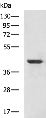 Rabbit Polyclonal Antibody to PDLIM3