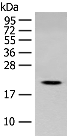 Rabbit Polyclonal Antibody to CRYAA