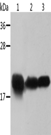 Rabbit Polyclonal Antibody to CRYAB