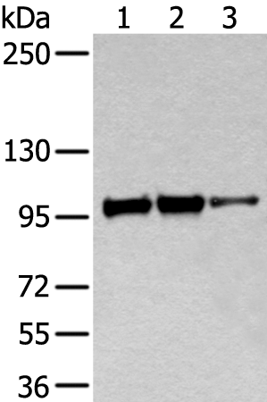 Rabbit Polyclonal Antibody to ACTN1
