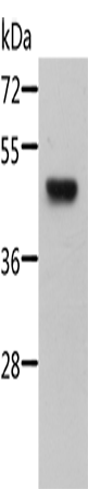 Rabbit Polyclonal Antibody to STRADB