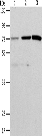 Rabbit Polyclonal Antibody to C2CD6