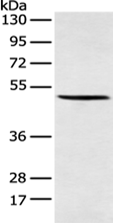 Rabbit Polyclonal Antibody to AMDHD2