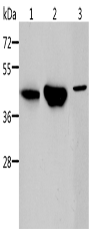 Rabbit Polyclonal Antibody to ACY1
