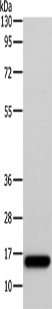 Rabbit Polyclonal Antibody to AP2S1