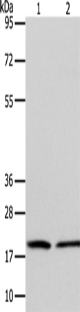 Rabbit Polyclonal Antibody to ANAPC13