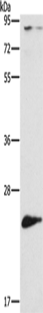 Rabbit Polyclonal Antibody to ATG10