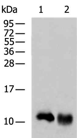Rabbit Polyclonal Antibody to APOC1
