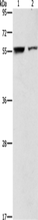 Rabbit Polyclonal Antibody to ARHGAP15