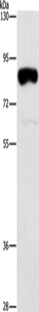 Rabbit Polyclonal Antibody to ARHGAP25
