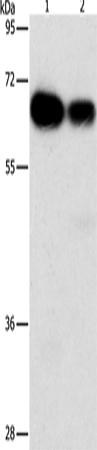 Rabbit Polyclonal Antibody to ARHGEF5