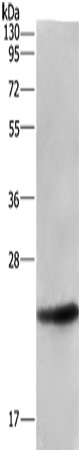 Rabbit Polyclonal Antibody to ARL4A