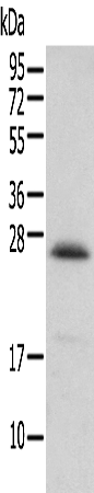 Rabbit Polyclonal Antibody to ARL6IP1