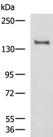 Rabbit Polyclonal Antibody to FLT3