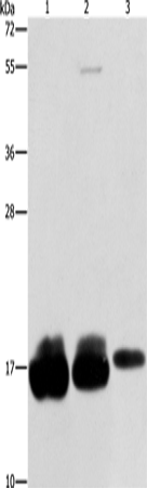 Rabbit Polyclonal Antibody to IFITM3