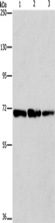 Rabbit Polyclonal Antibody to FARSB