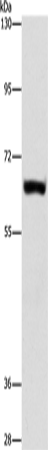 Rabbit Polyclonal Antibody to ARSF