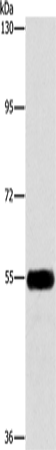 Rabbit Polyclonal Antibody to ATG4C