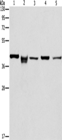 Rabbit Polyclonal Antibody to IDH3B