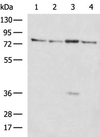 Rabbit Polyclonal Antibody to CDH6