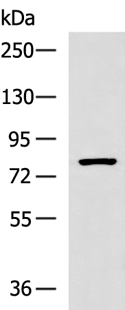 Rabbit Polyclonal Antibody to TLR2