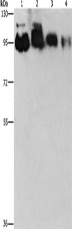Rabbit Polyclonal Antibody to EPS15L1