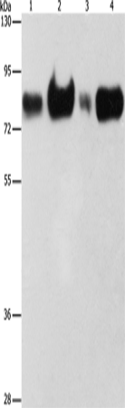 Rabbit Polyclonal Antibody to ACSL4