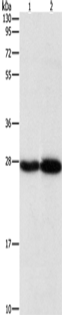 Rabbit Polyclonal Antibody to PSMB7