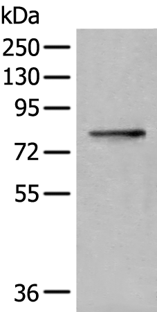 Rabbit Polyclonal Antibody to MTM1
