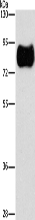 Rabbit Polyclonal Antibody to MAP4K2