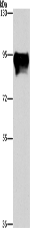 Rabbit Polyclonal Antibody to MARK1