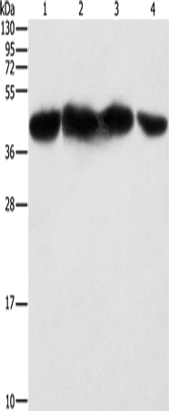 Rabbit Polyclonal Antibody to PGK2