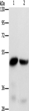 Rabbit Polyclonal Antibody to IDH1