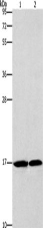 Rabbit Polyclonal Antibody to GMFG
