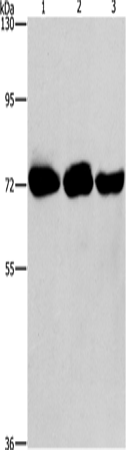 Rabbit Polyclonal Antibody to PIP5K1A
