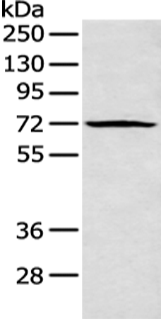 Rabbit Polyclonal Antibody to PLK3