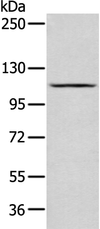 Rabbit Polyclonal Antibody to HK1