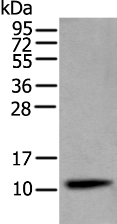 Rabbit Polyclonal Antibody to CST4