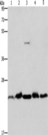 Rabbit Polyclonal Antibody to THOC7