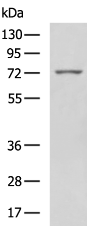 Rabbit Polyclonal Antibody to CAPRIN1