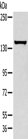 Rabbit Polyclonal Antibody to EIF2AK4