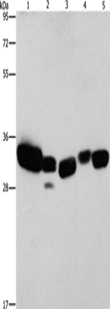 Rabbit Polyclonal Antibody to CBR1